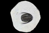 Cornuproetus Trilobite Fossil - Morocco #107058-1